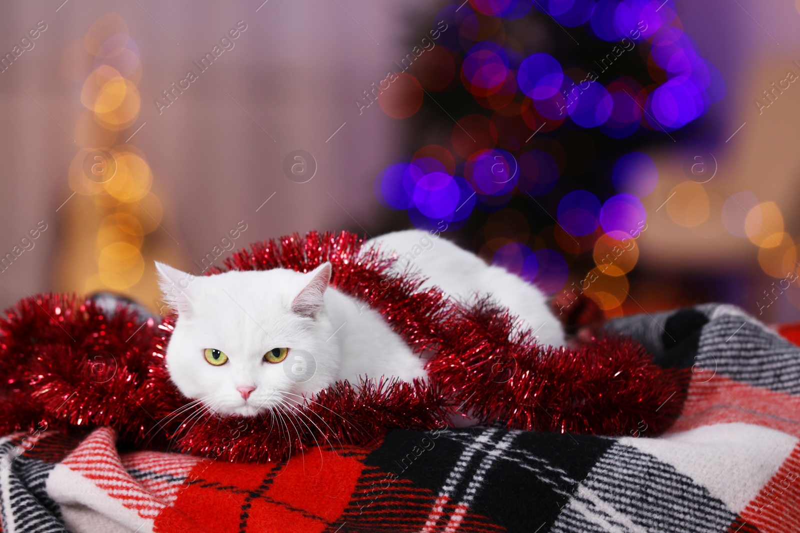 Photo of Christmas atmosphere. Cute cat with tinsel lying on plaid indoors