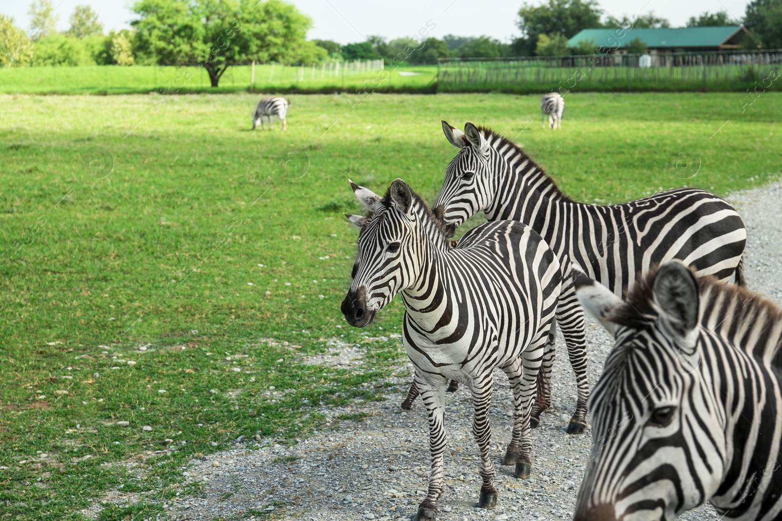 Photo of Beautiful striped African zebras in safari park