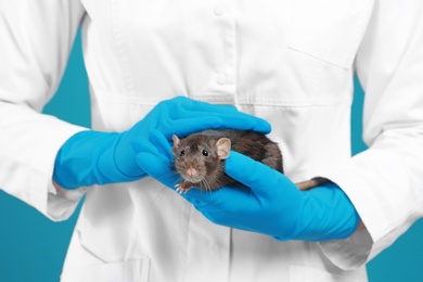 Scientist holding laboratory rat, closeup. Small rodent