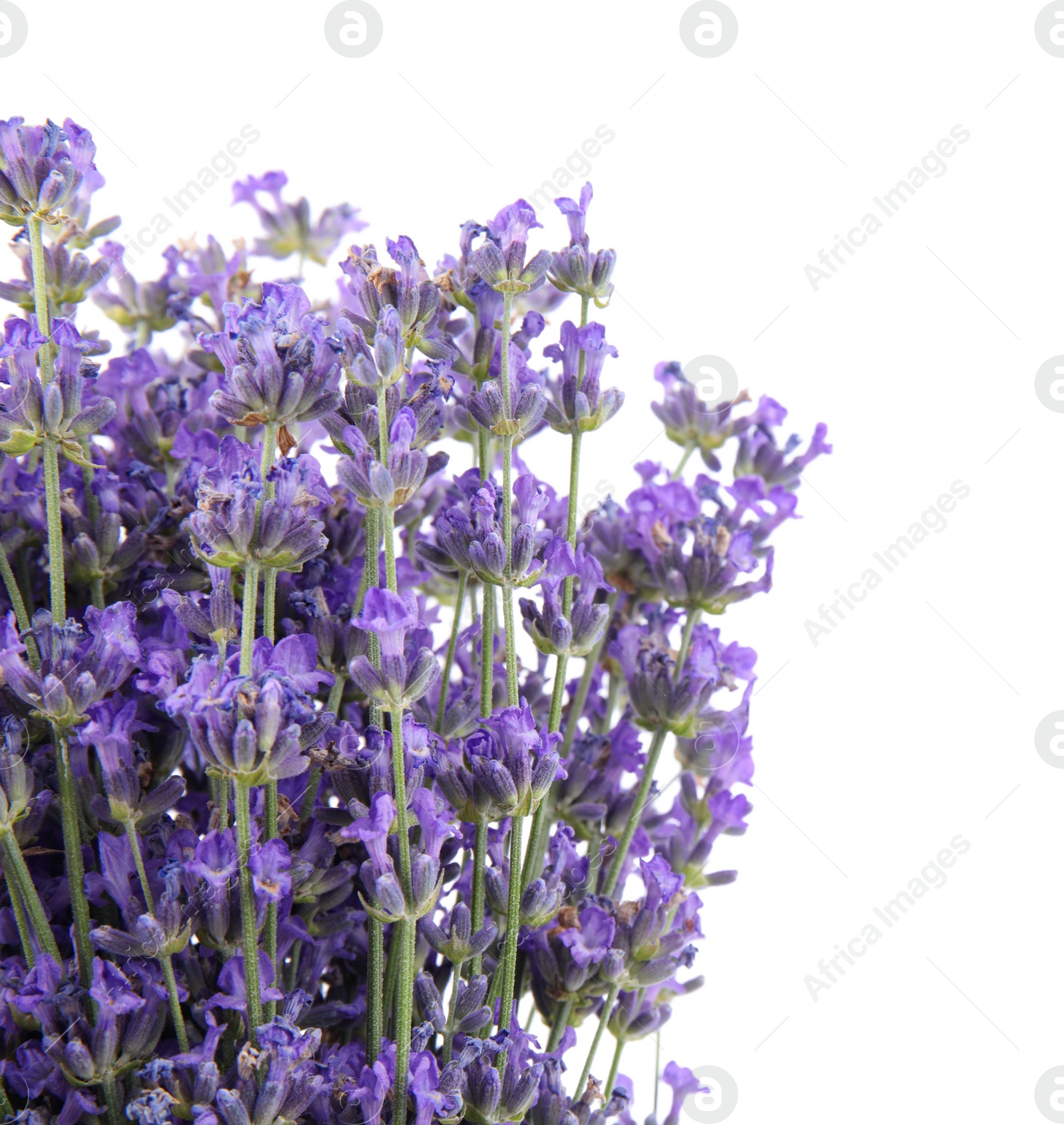 Photo of Beautiful tender lavender flowers on white background, top view