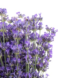 Beautiful tender lavender flowers on white background, top view