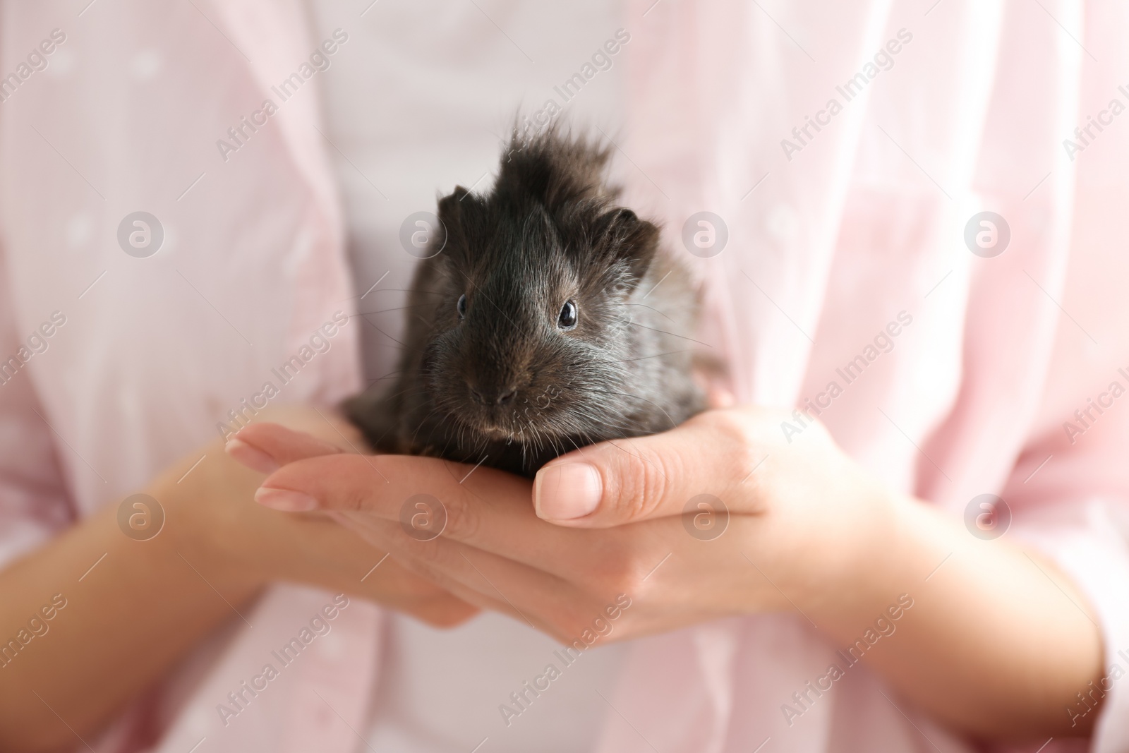 Photo of Woman holding cute small guinea pig, closeup