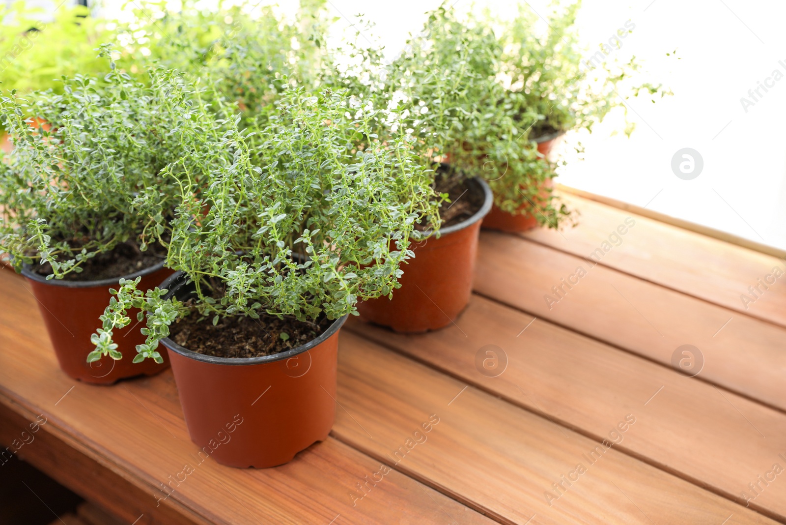 Photo of Fresh potted home plants on wooden sill at window, space for text