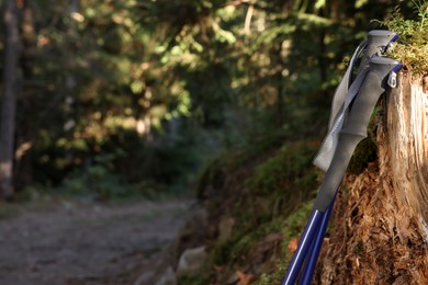 Pair of trekking poles in forest, closeup. Space for text