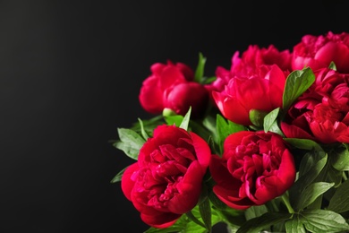 Beautiful blooming peony flowers on dark background