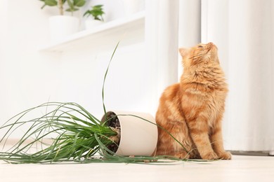 Cute cat near overturned houseplant at home