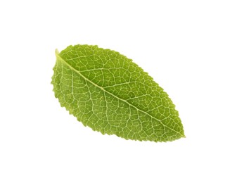 Photo of One green bilberry leaf isolated on white, top view