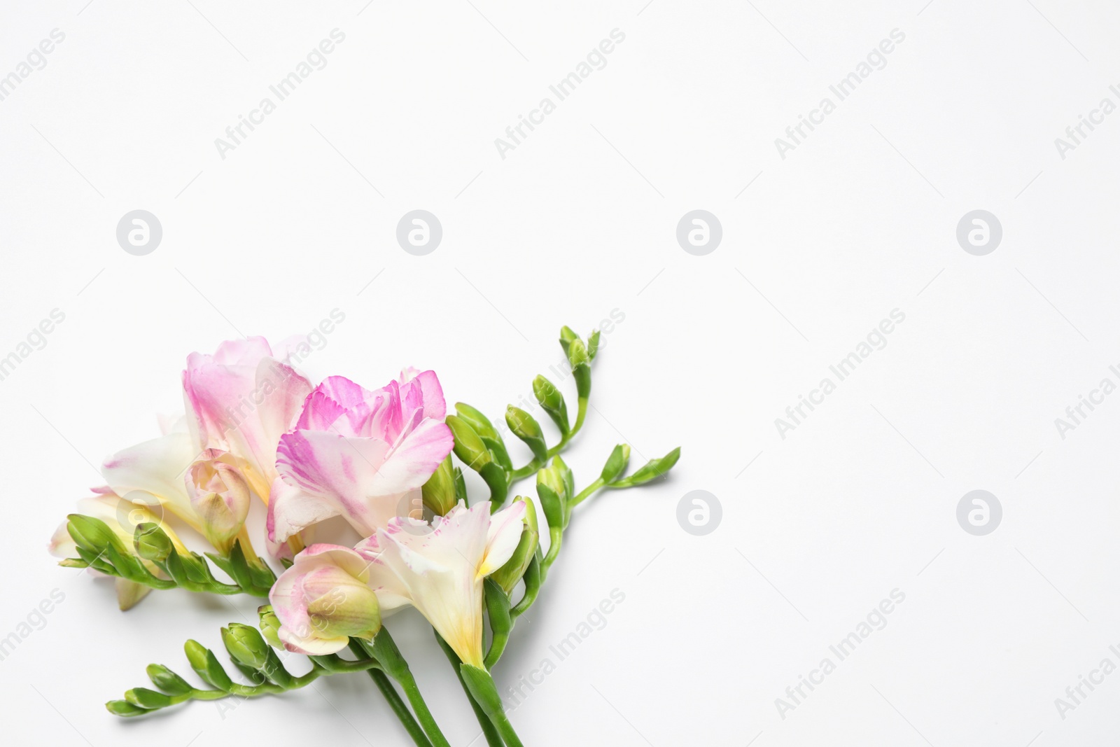 Photo of Beautiful blooming pink freesias on white background, top view. Space for text