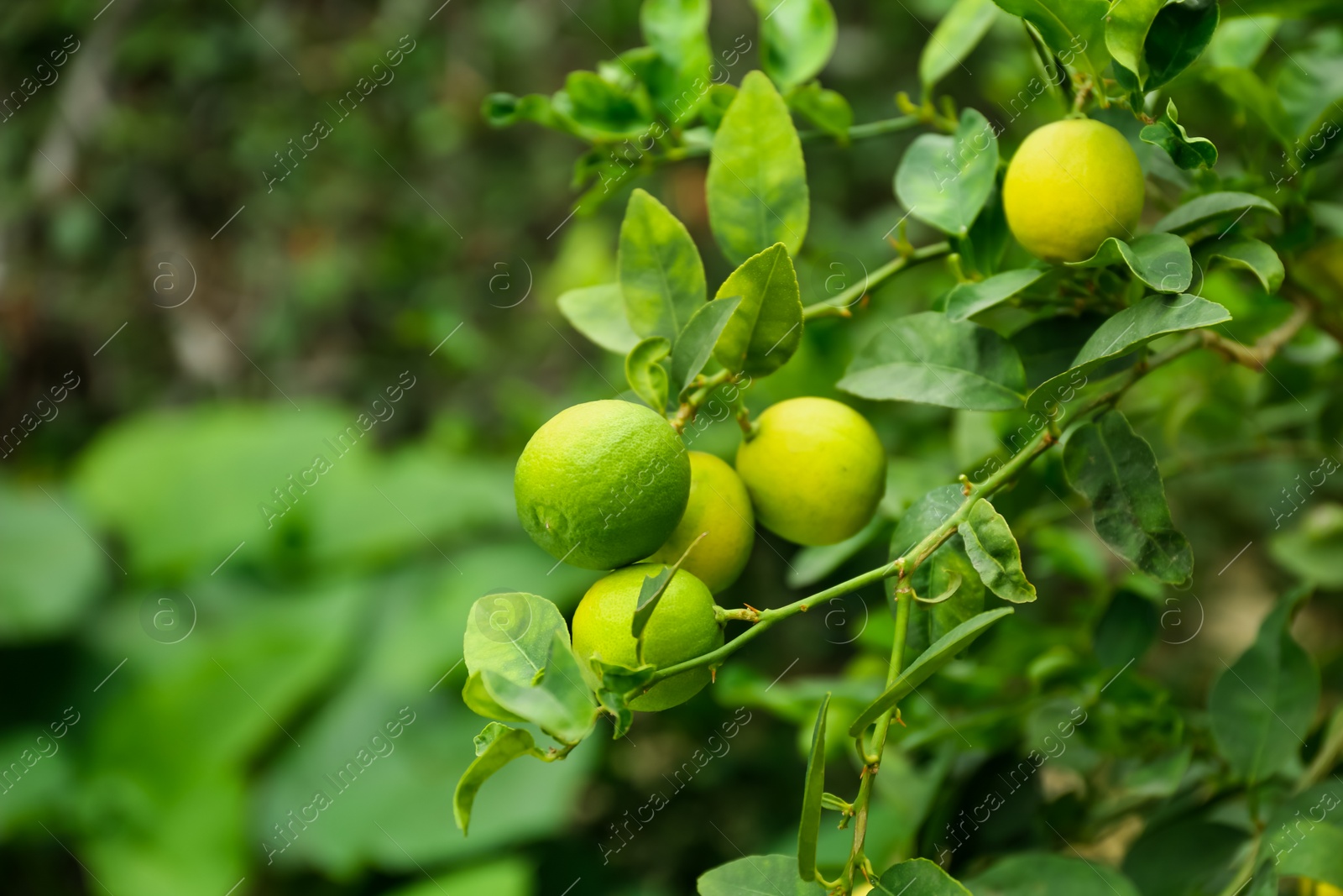 Photo of Ripe limes growing on tree branch in garden, closeup. Space for text