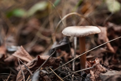 Photo of Mushroom growing in wilderness on autumn day, closeup