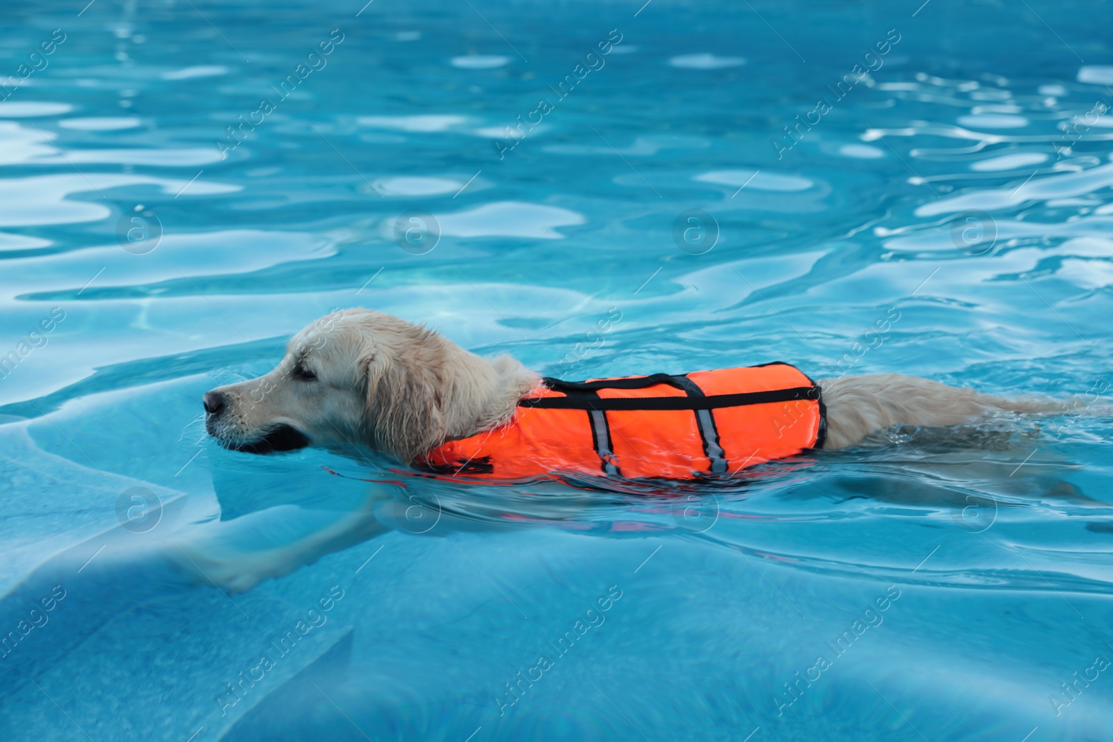 Photo of Dog rescuer wearing life vest swimming in pool outdoors