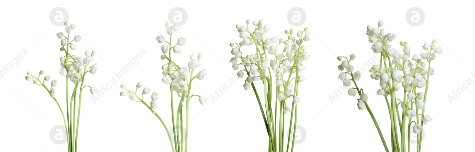 Image of Set of beautiful lily of the valley flowers on white background