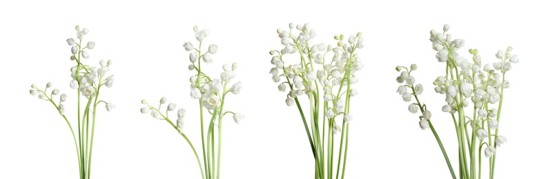 Image of Set of beautiful lily of the valley flowers on white background