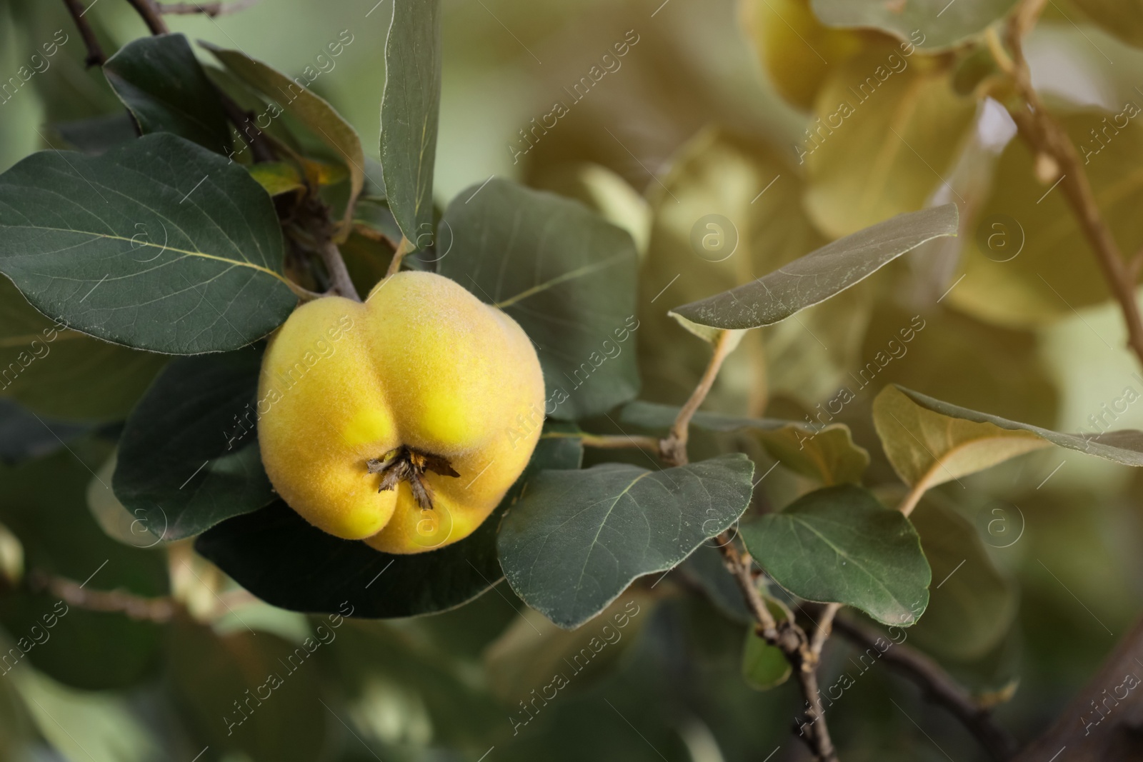 Photo of Closeup view of quince tree with ripening fruit outdoors