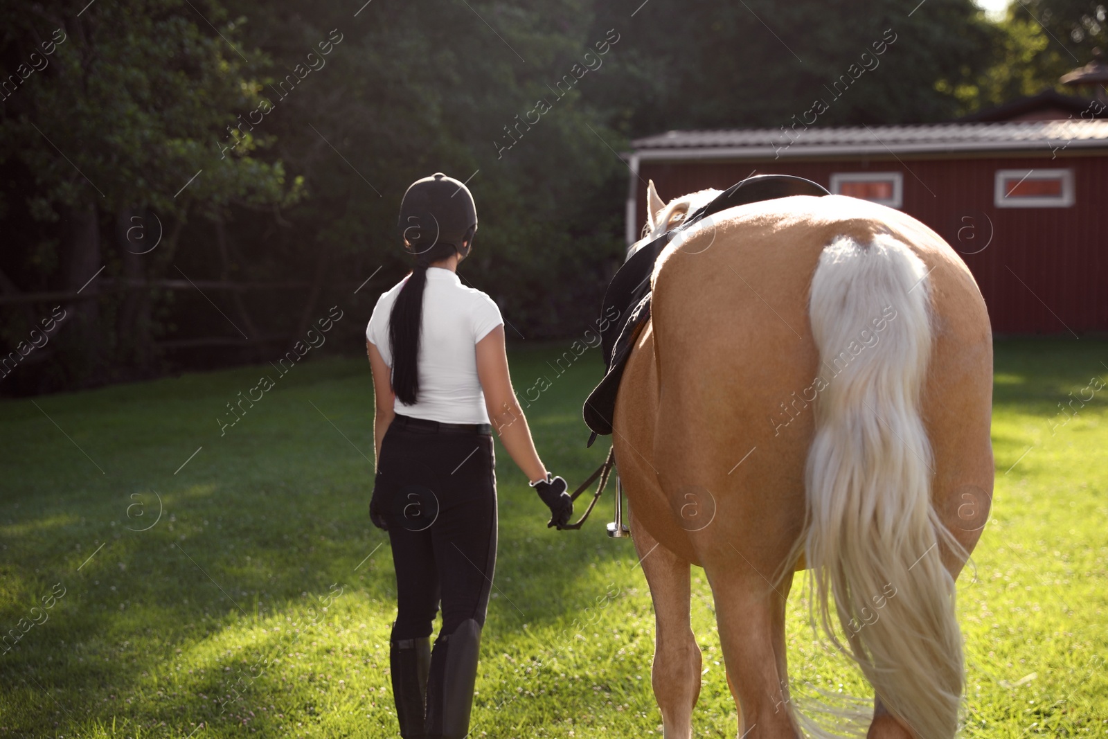 Photo of Young woman in horse riding suit and her beautiful pet outdoors on sunny day, back view