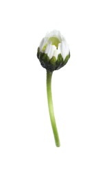One beautiful daisy bud isolated on white