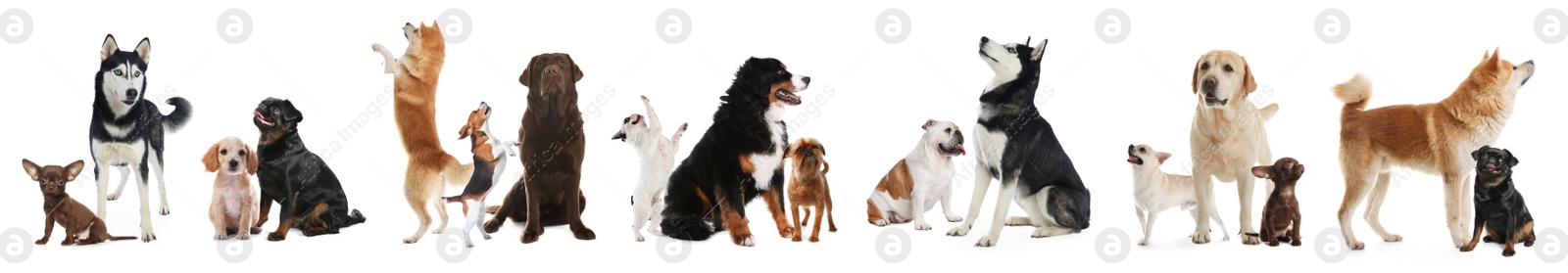 Image of Collage with different dogs on white background. Banner design