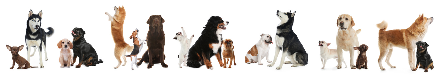 Collage with different dogs on white background. Banner design