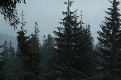 Beautiful tall green coniferous trees in forest on winter day