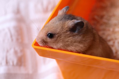 Photo of Cute fluffy pearl hamster at home, closeup