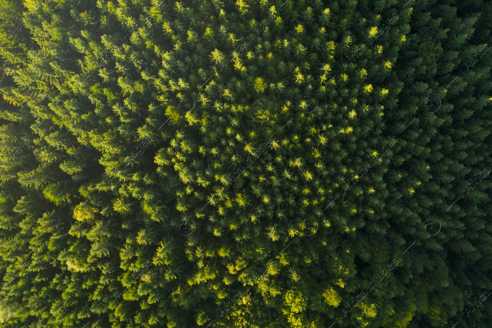 Image of Aerial view of green trees on sunny day. Drone photography