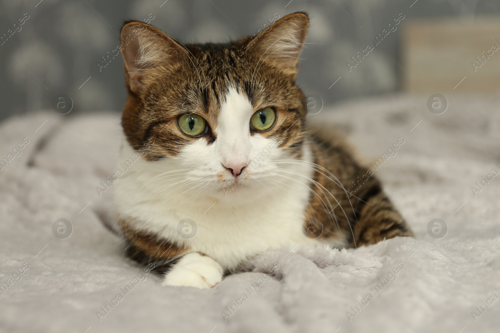 Photo of Cute pet. Cat with green eyes on soft blanket at home