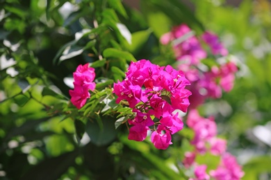 Beautiful flowers at tropical resort on sunny day