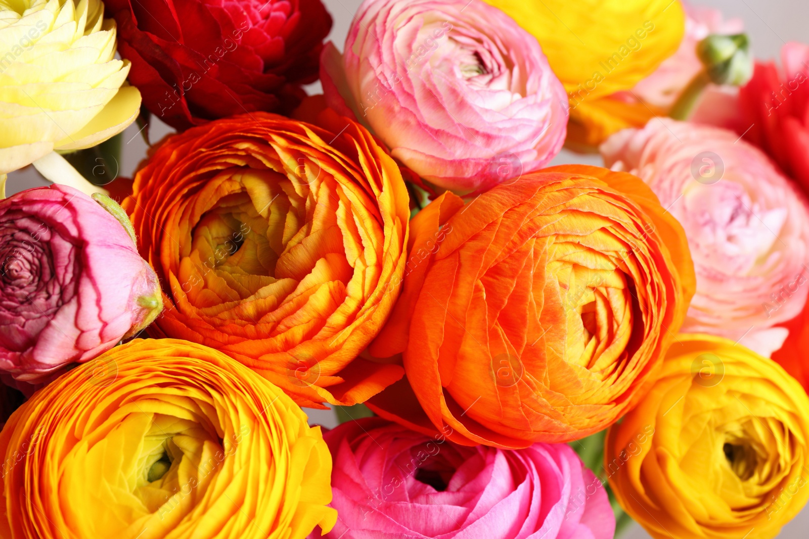 Photo of Beautiful fresh ranunculus flowers as background, closeup view