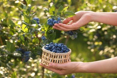 Photo of Woman with wicker bowl picking up wild blueberries outdoors, closeup. Seasonal berries