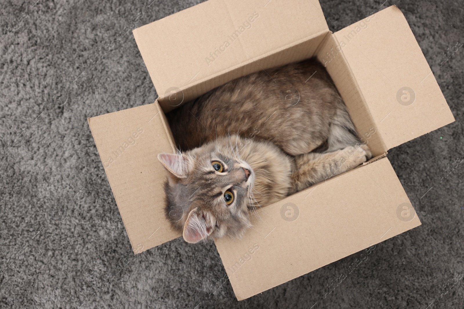 Photo of Cute fluffy cat in cardboard box on carpet, top view