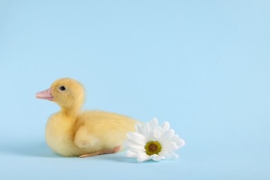 Photo of Baby animal. Cute fluffy duckling near flower on light blue background, space for text