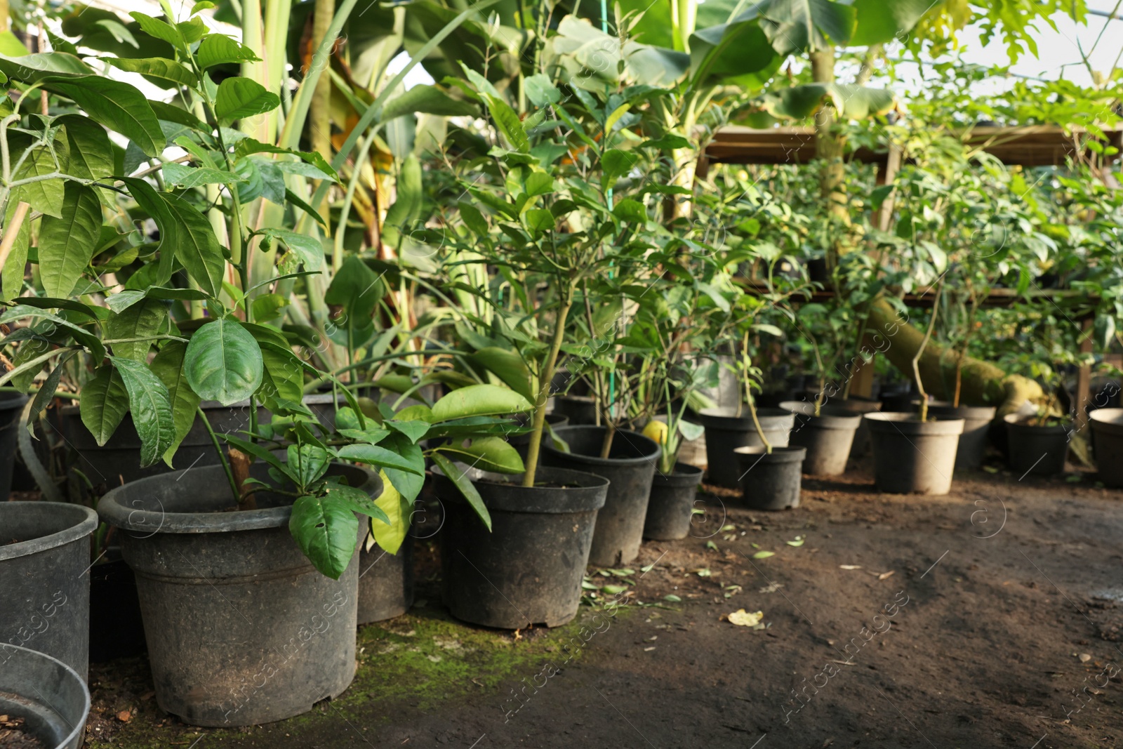 Photo of Many different potted plants in greenhouse, space for text