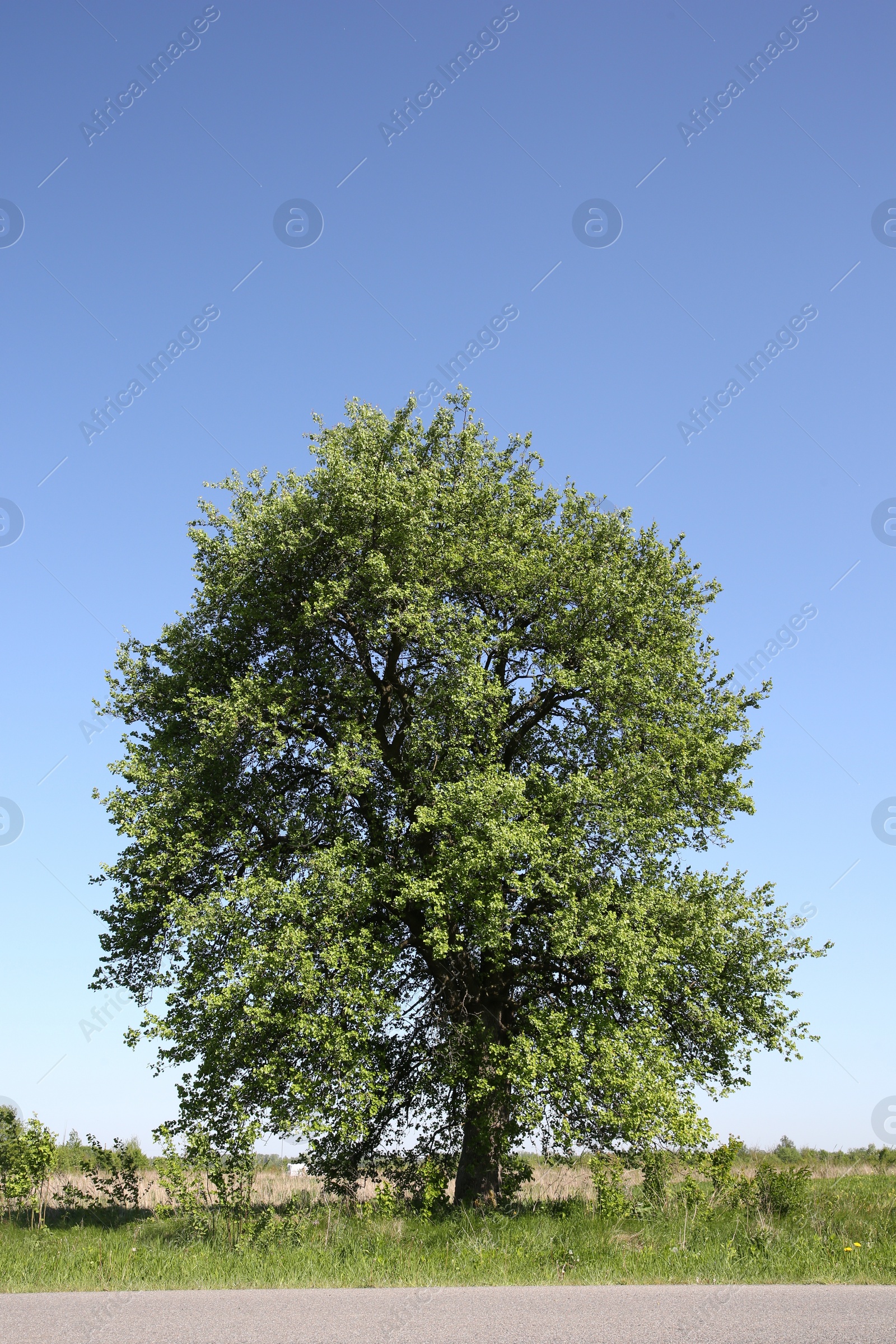 Photo of Beautiful tree growing outdoors on sunny day