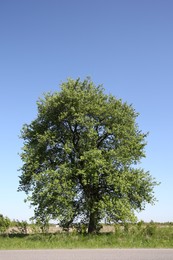 Beautiful tree growing outdoors on sunny day