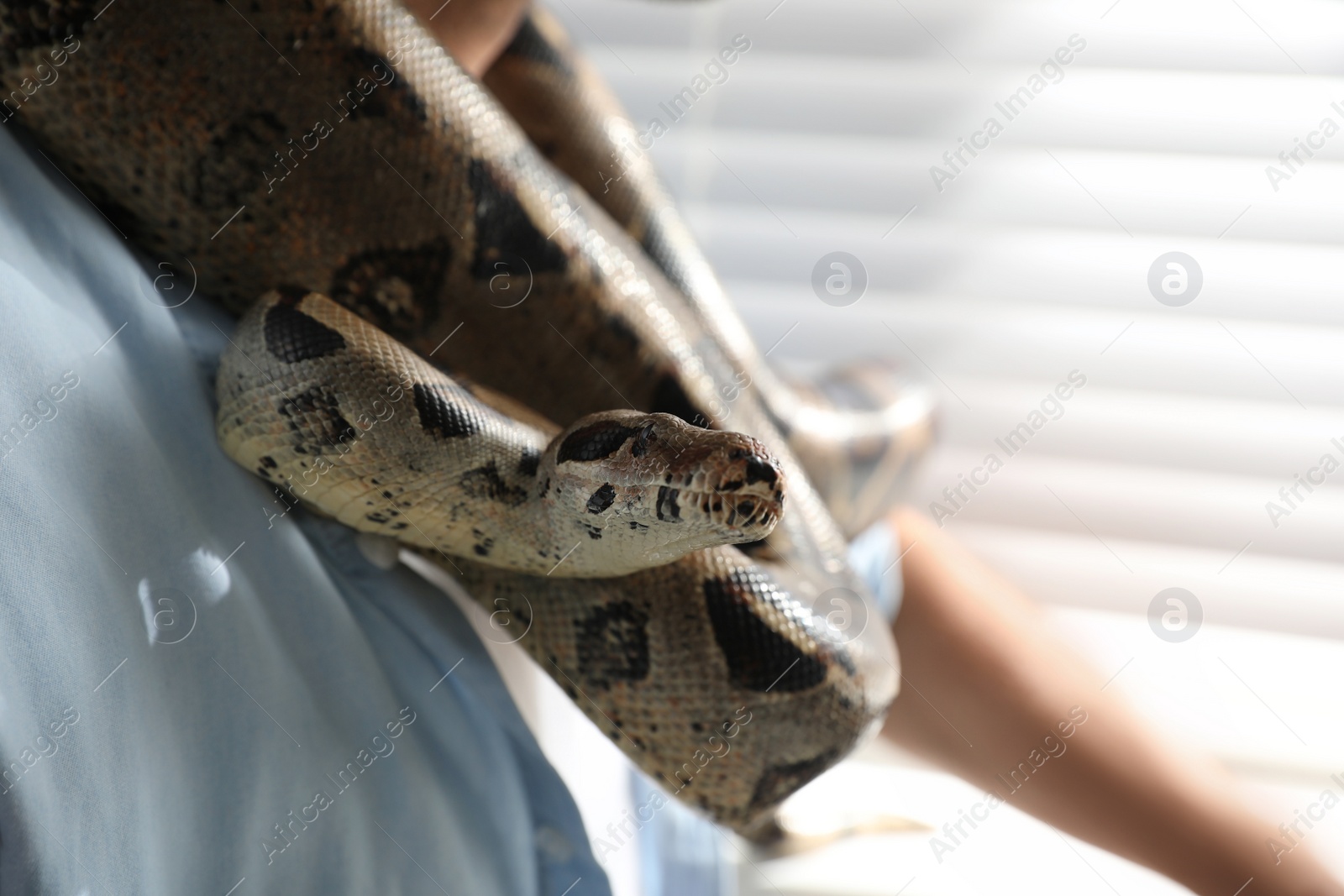 Photo of Man with his boa constrictor at home, closeup. Exotic pet