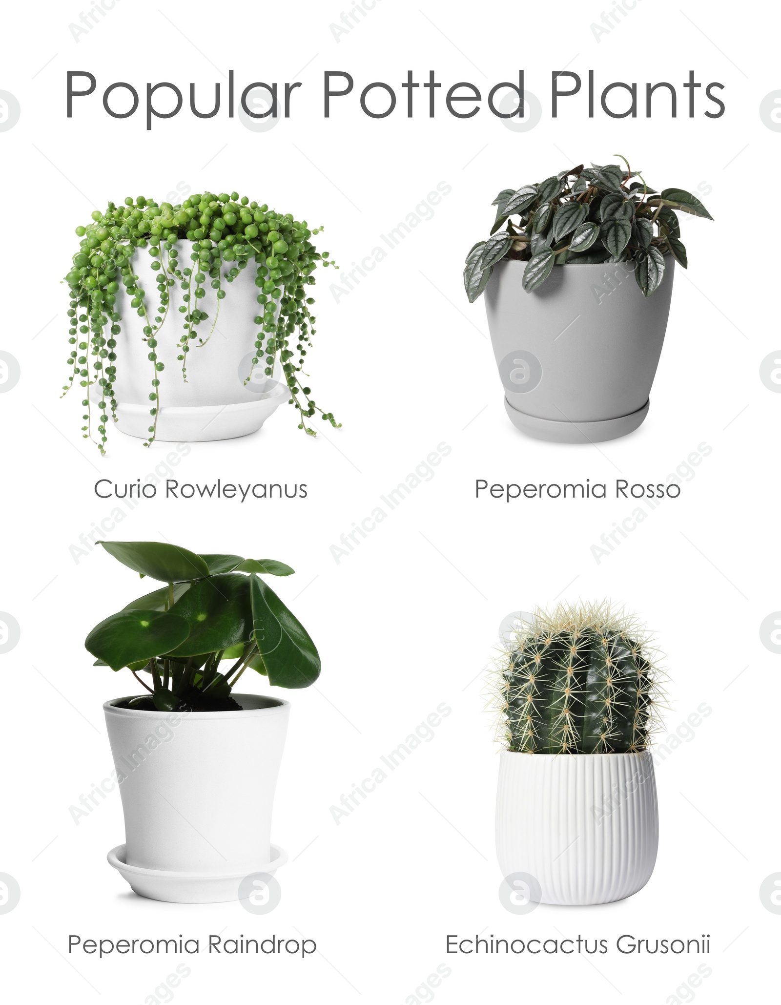 Image of Set of many different popular potted plants with names on white background