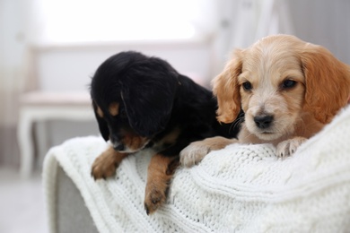 Photo of Cute English Cocker Spaniel puppies on sofa indoors