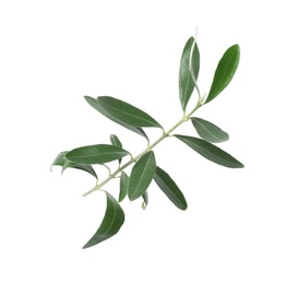 Twig with fresh green olive leaves on white background