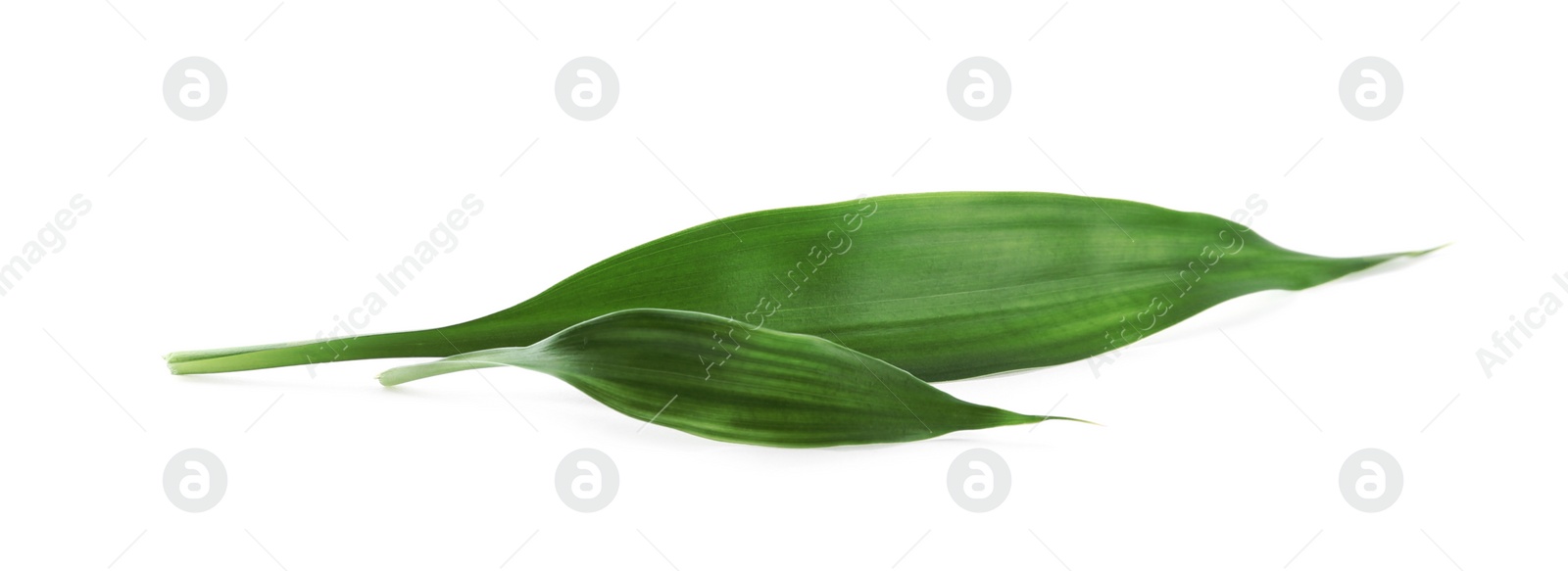 Photo of Fresh green ginger leaves isolated on white