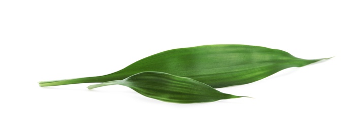 Photo of Fresh green ginger leaves isolated on white