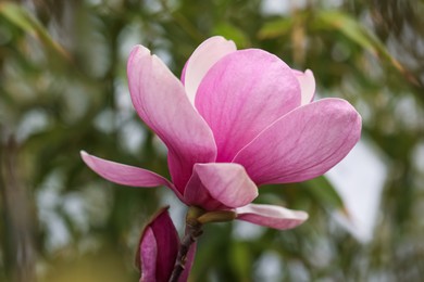 Closeup view of beautiful blooming magnolia tree outdoors