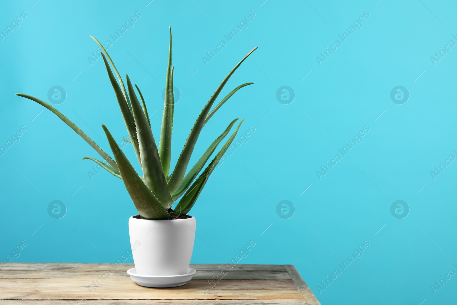 Photo of Green aloe vera in pot on wooden table against light blue background, space for text
