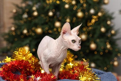 Adorable Sphynx cat with colorful tinsel on soft blanket indoors