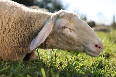 Photo of Cute sheep grazing outdoors on sunny day. Farm animal