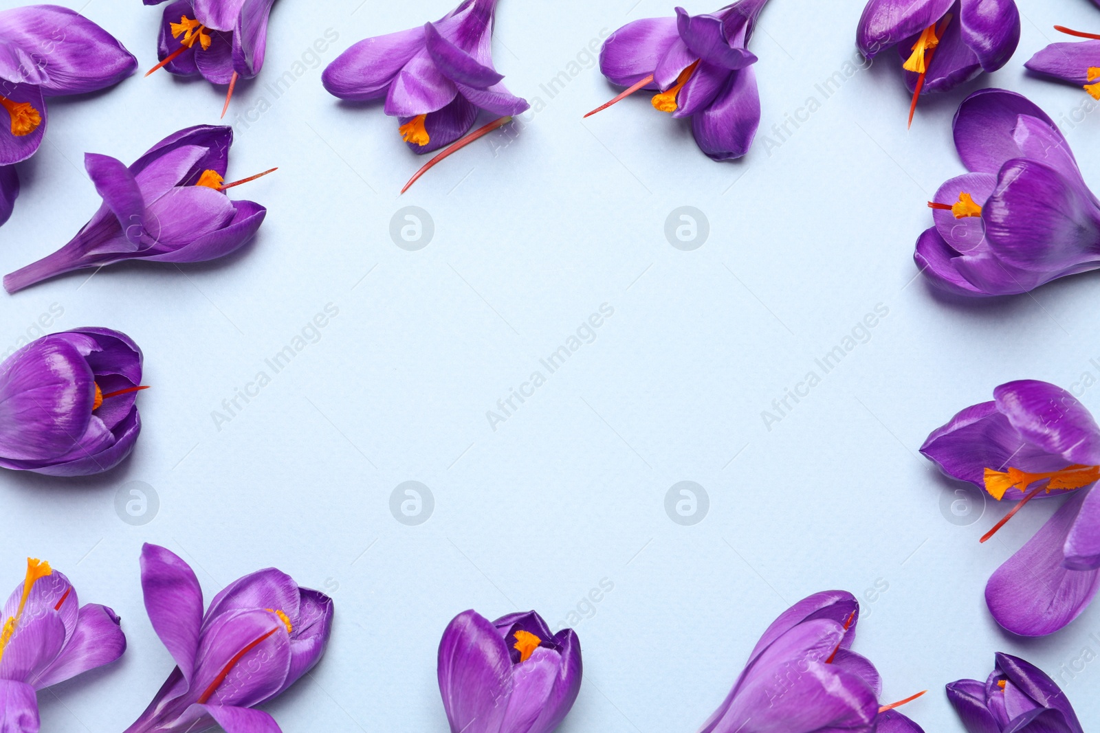 Photo of Frame of beautiful Saffron crocus flowers on light blue background, flat lay. Space for text