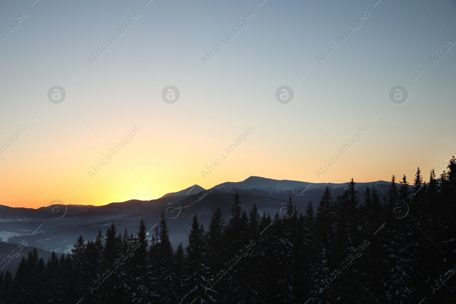 Photo of Picturesque view of conifer forest covered with snow at sunset