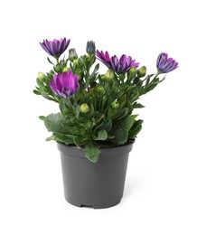 Beautiful blooming purple flower in pot isolated on white