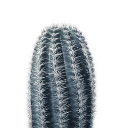 Beautiful cactus isolated on white. Color toned