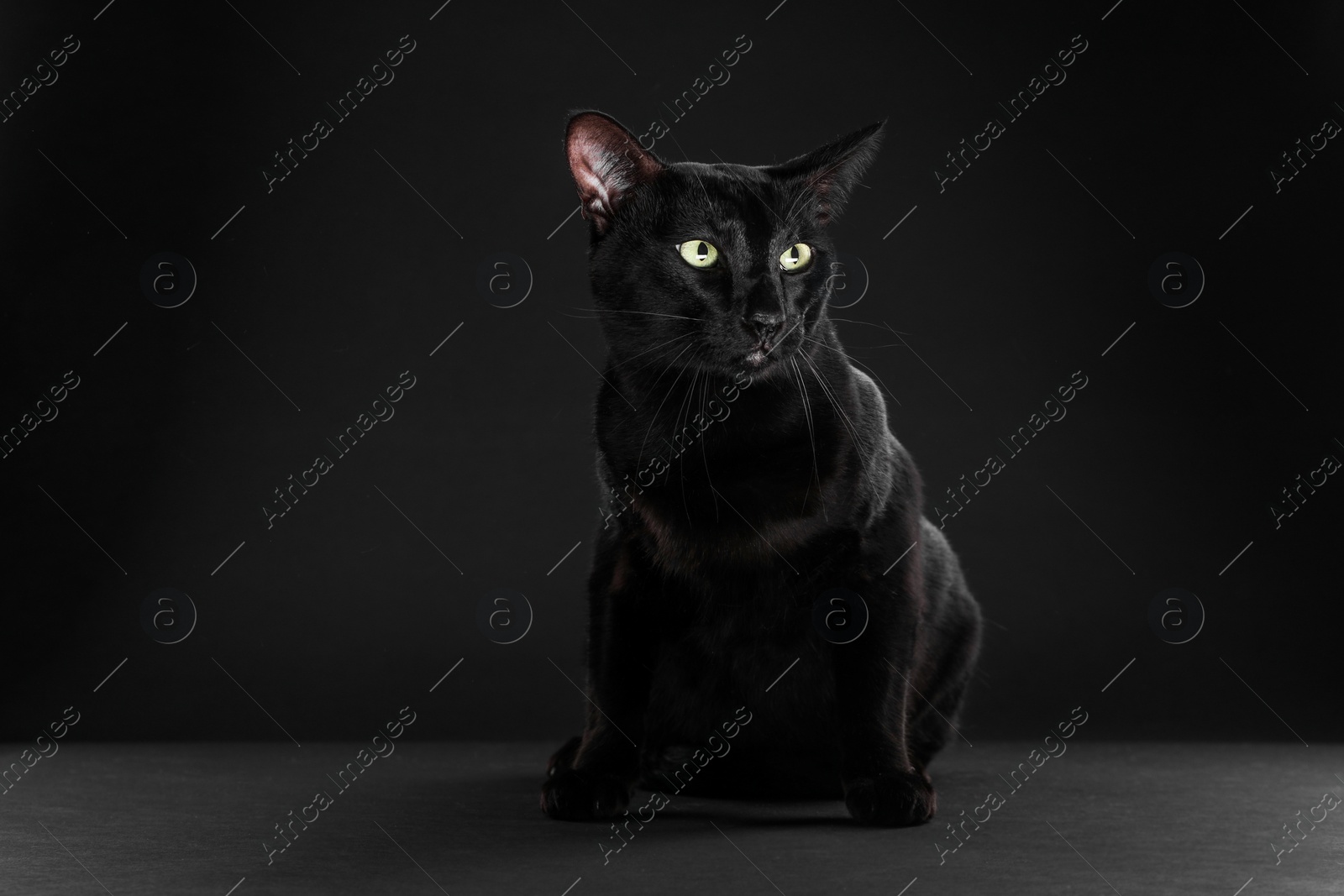 Photo of Adorable cat with green eyes on black background. Lovely pet