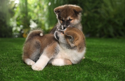 Adorable Akita Inu puppies on green grass outdoors